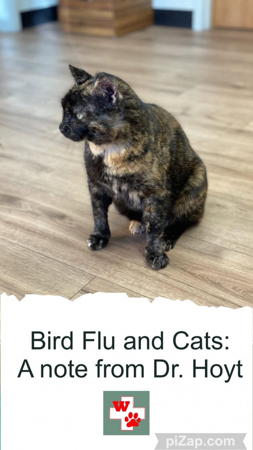 Bird Flu and cat