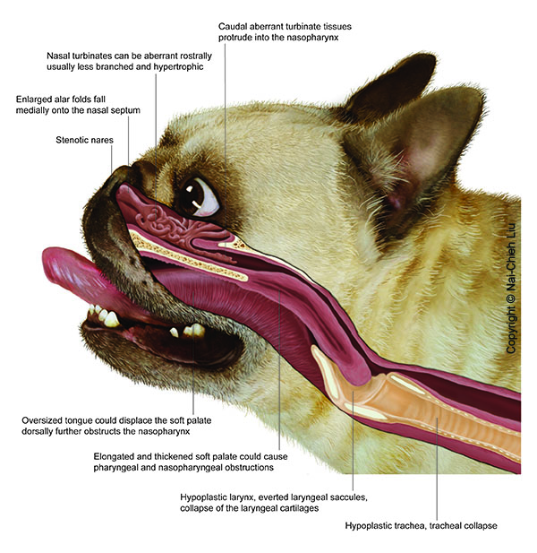 BOAS Anatomy (credit: University of Cambridge)