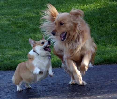 Dogs running 