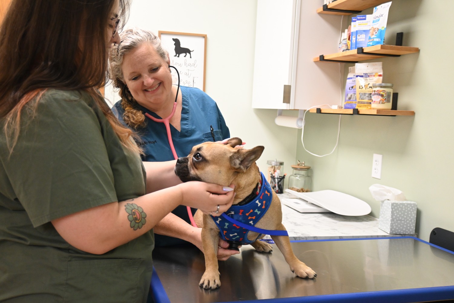 Staff performing dog exam