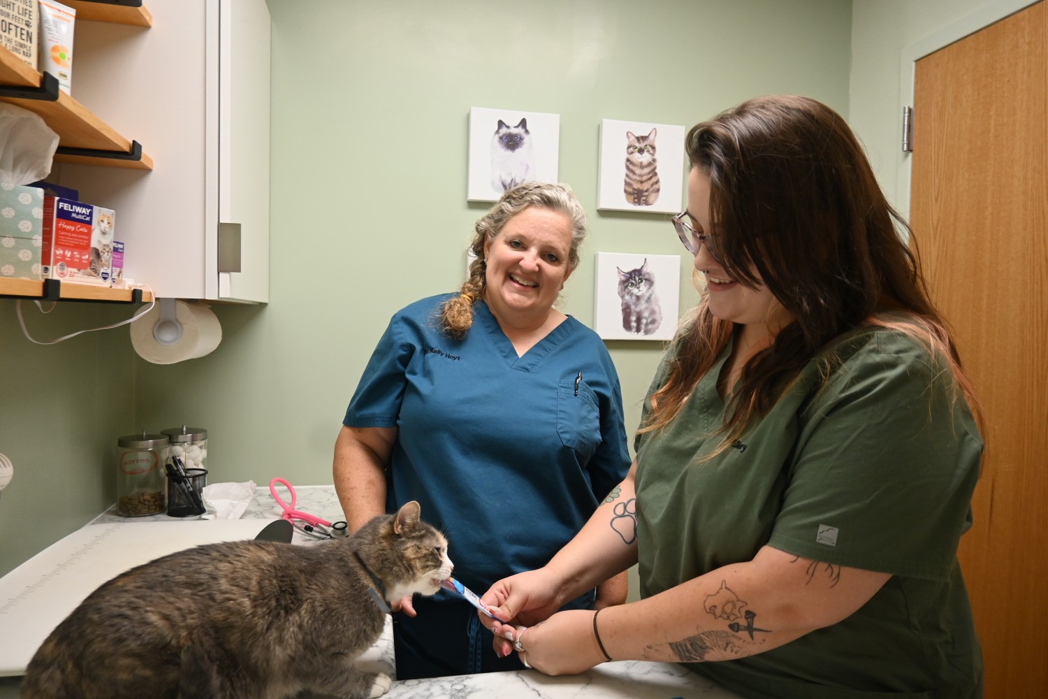 Staff performing cat exam