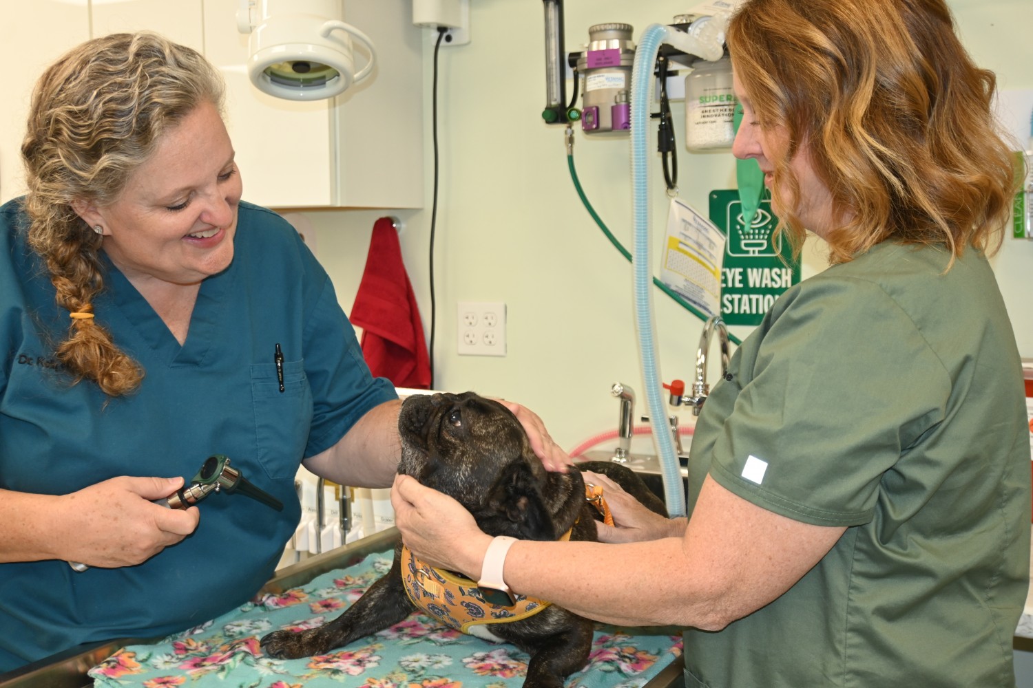 Dog on exam table