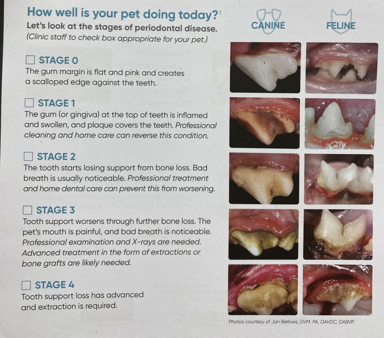 Dental Grades 