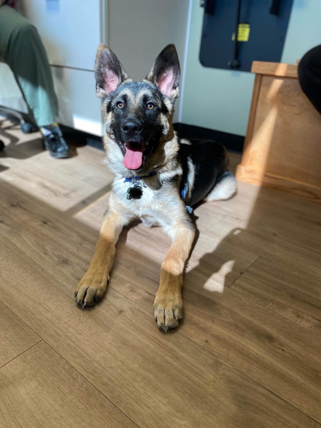 German Shepherd dog German Shepherd dog