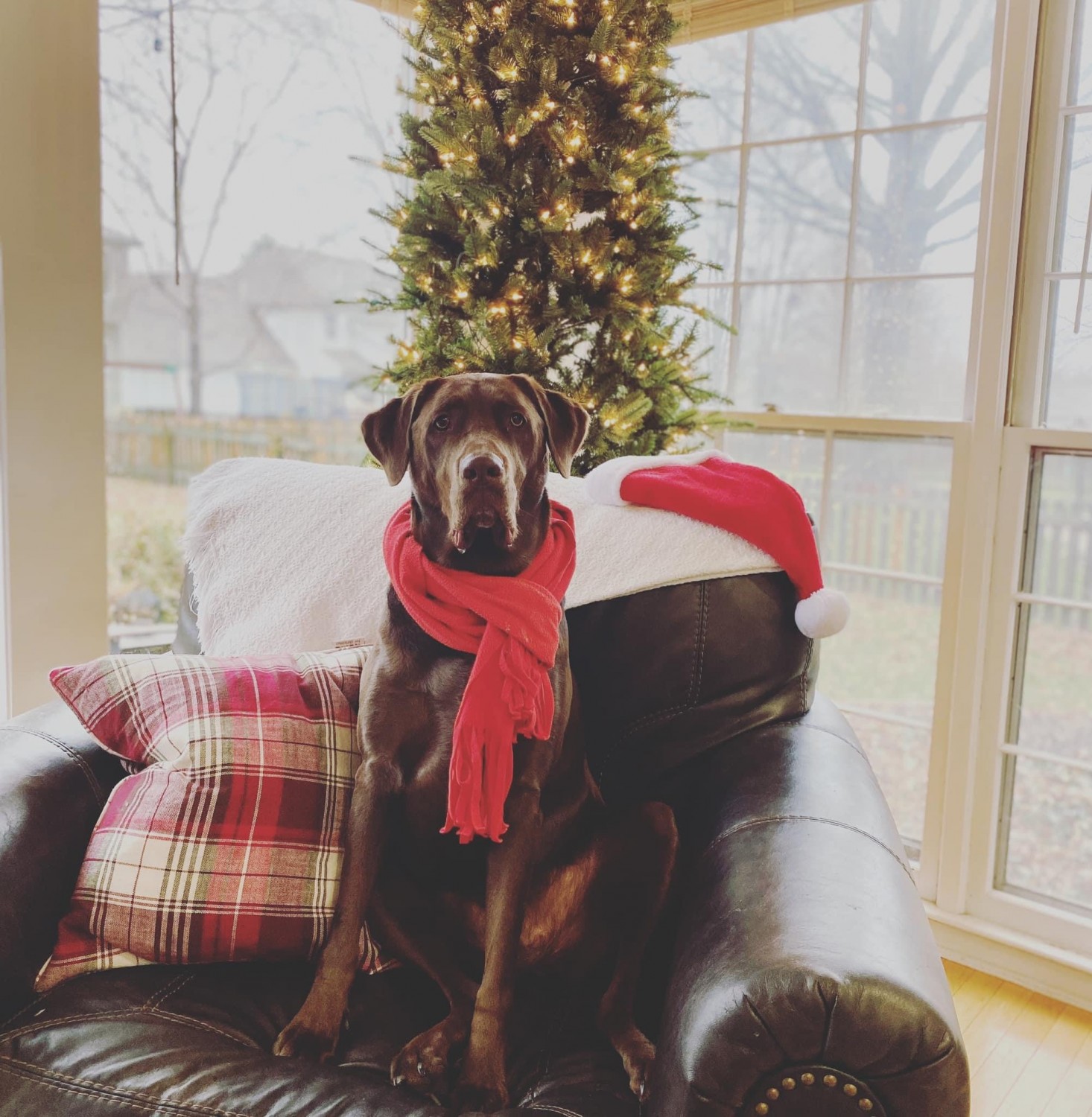 Christmas Dog 