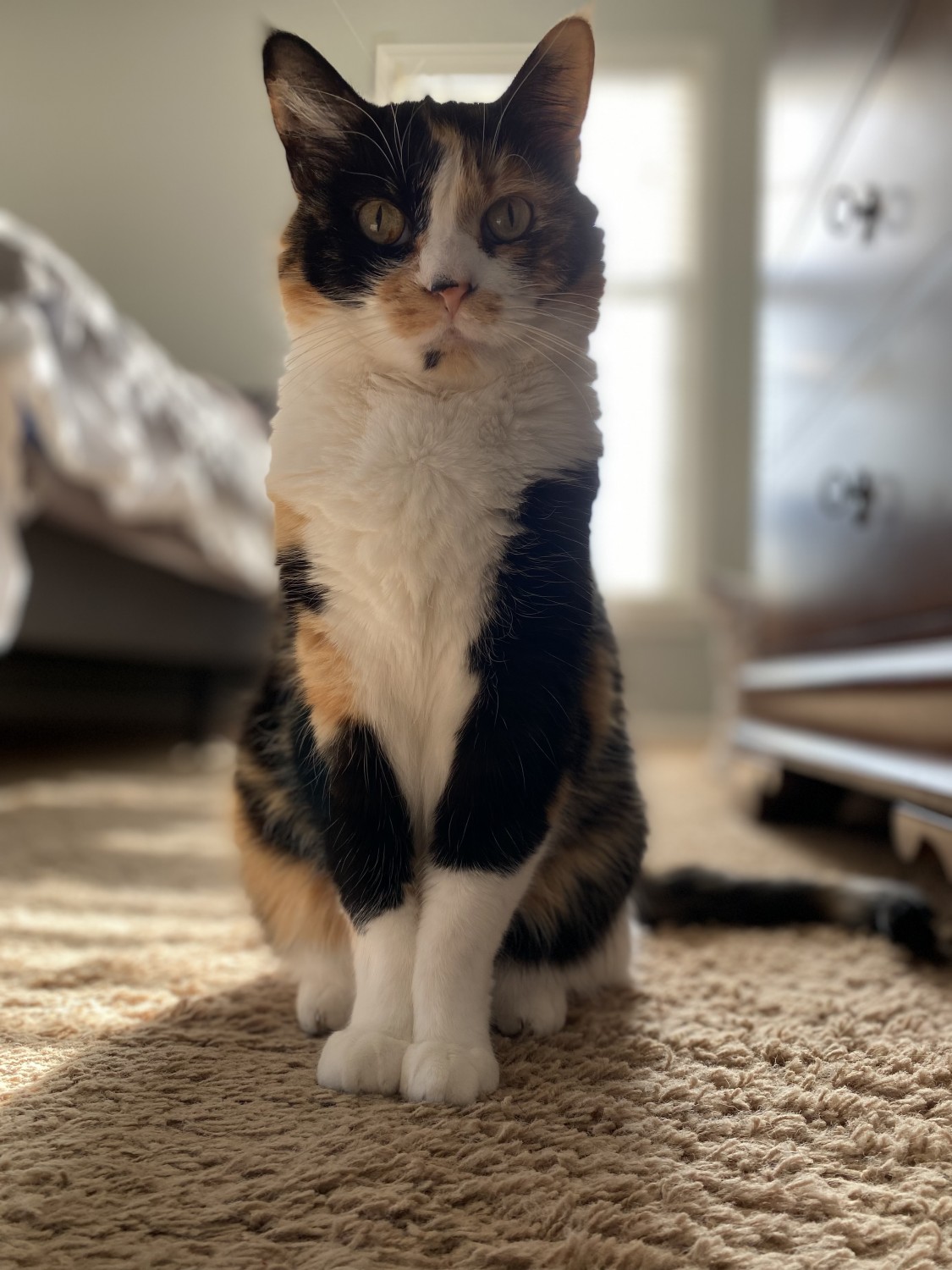 Calico cat