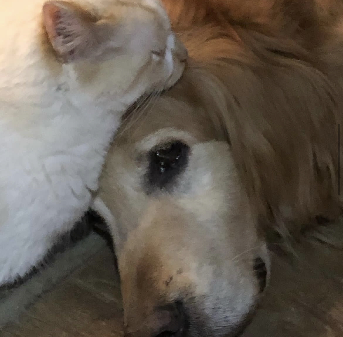 Cat laying with dog