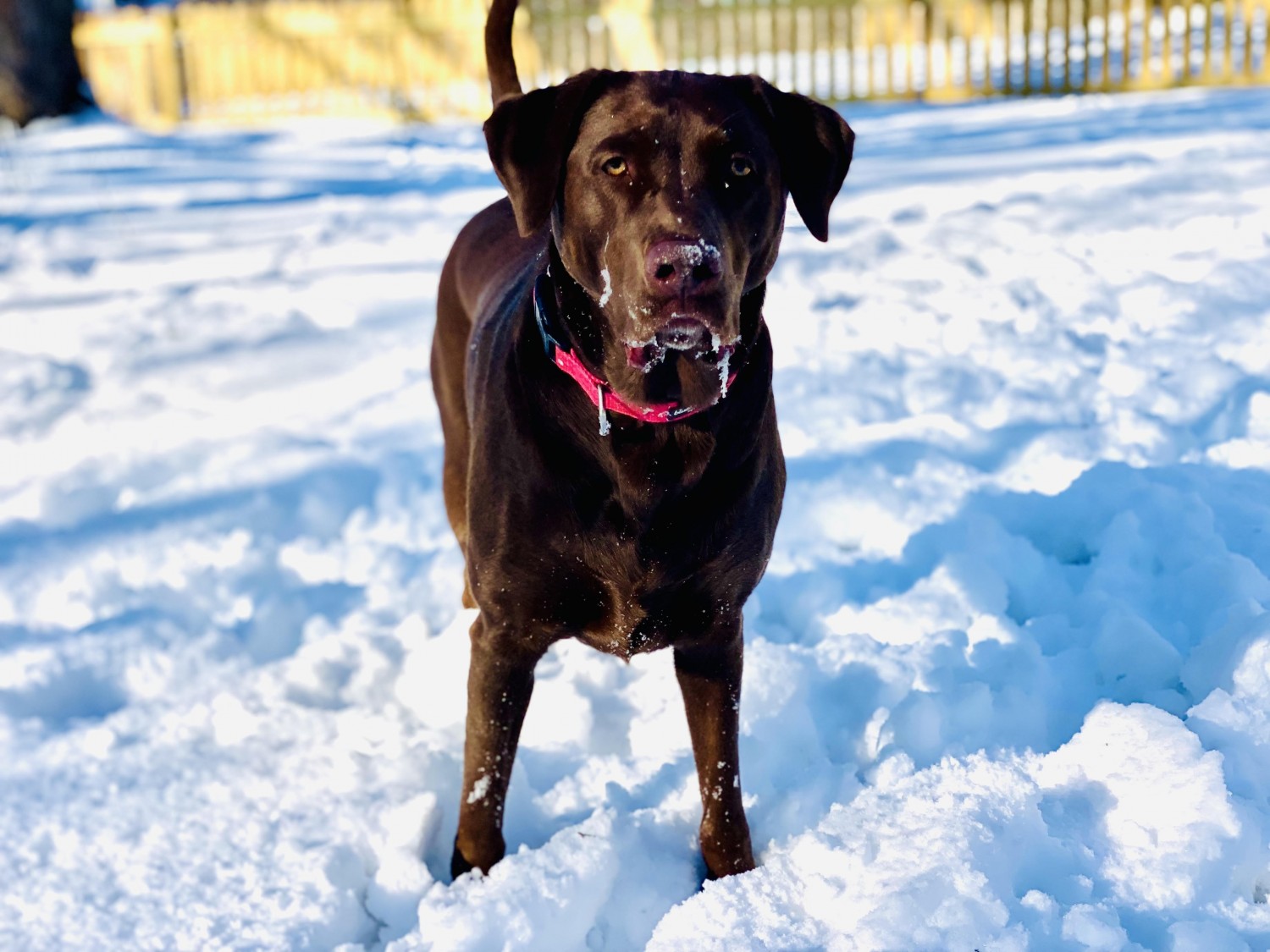 Labrador Retriever 