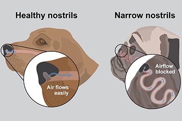 Healthy vs non-healthy nostrils 